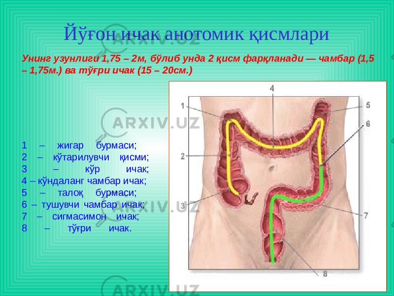 Йўғон ичак анотомик қисмлари 1 – жигар бурмаси; 2 – кўтарилувчи қисми; 3 – кўр ичак; 4 – кўндаланг чамбар ичак; 5 – талоқ бурмаси; 6 – тушувчи чамбар ичак; 7 – сигмасимон ичак; 8 – тўғри ичак. Унинг узунлиги 1,75 – 2м, бўлиб унда 2 қисм фарқланади — чамбар (1,5 – 1,75м.) ва тўғри ичак (15 – 20см.) 