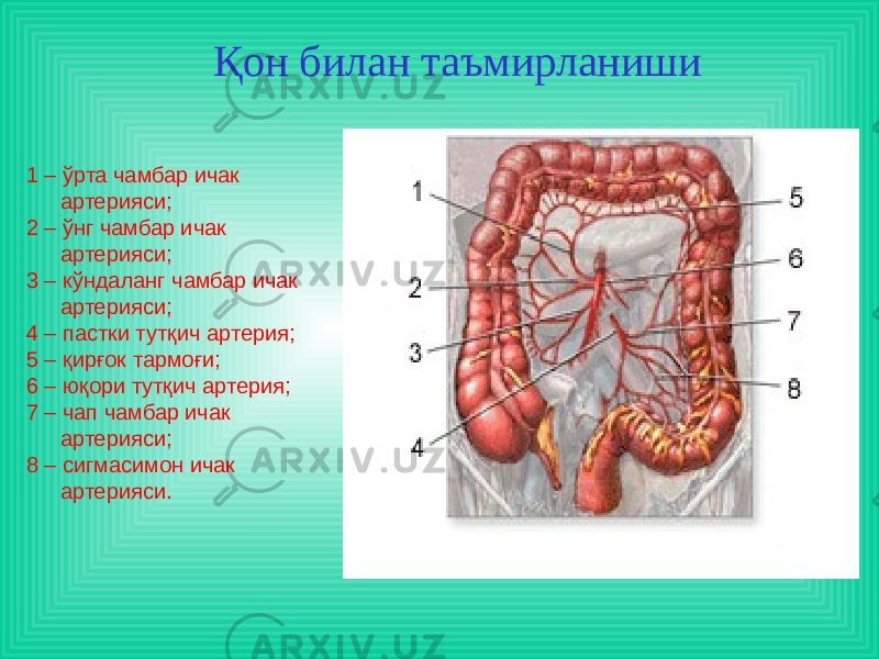 1 – ўрта чамбар ичак артерияси; 2 – ўнг чамбар ичак артерияси; 3 – кўндаланг чамбар ичак артерияси; 4 – пастки тутқич артерия; 5 – қирғок тармоғи; 6 – юқори тутқич артерия; 7 – чап чамбар ичак артерияси; 8 – сигмасимон ичак артерияси. Қон билан таъмирланиши 