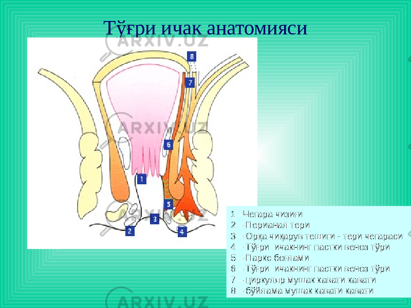 Тўғри ичак анатомияси 1 –Чегара чизиғи 2 – Перианал тери 3 – Орқа чиқарув тешиги - тери чегараси 4 – Тўғри ичакнинг пастки веноз тўри 5 – Паркс боғлами 6 – Тўғри ичакнинг пастки веноз тўри 7 – циркуляр мушак кавати кавати 8 – бўйлама мушак кавати кавати 