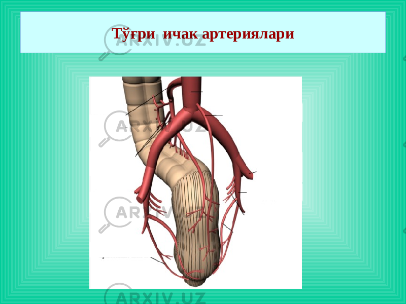 Тўғри ичак артериялари 