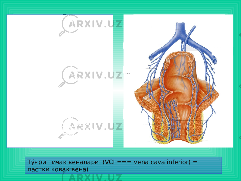 Тўғри ичак веналари (VCI === vena cava inferior) = пастки ковак вена) 