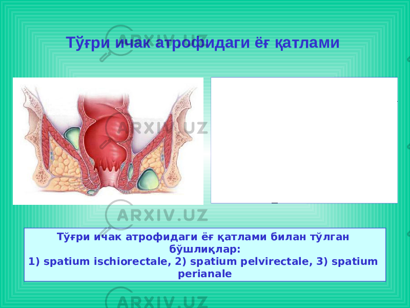 Тўғри ичак атрофидаги ёғ қатлами билан тўлган бўшлиқлар: 1) spatium ischiorectale, 2) spatium pelvirectale, 3) spatium perianaleТўғри ичак атрофидаги ёғ қатлами 