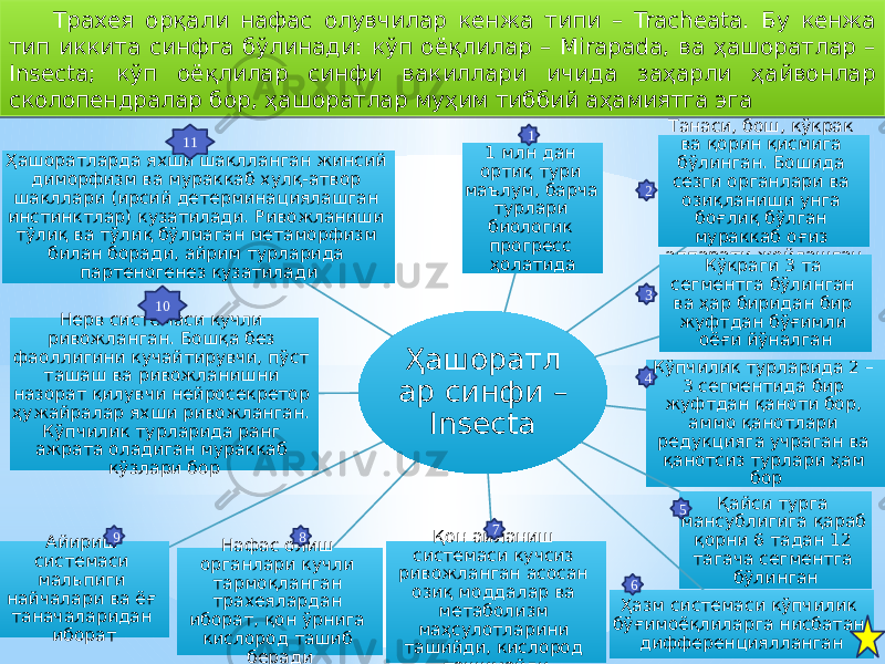 Трахея орқали нафас олувчилар кенжа типи – Tracheata. Бу кенжа тип иккита синфга бўлинади: кўп оёқлилар – Mirapada, ва ҳашоратлар – Insecta; кўп оёқлилар синфи вакиллари ичида заҳарли ҳайвонлар сколопендралар бор, ҳашоратлар муҳим тиббий аҳамиятга эга Ҳашоратл ар синфи – Insecta 1 млн дан ортиқ тури маълум, барча турлари биологик прогресс ҳолатида Танаси, бош, кўкрак ва қорин қисмига бўлинган. Бошида сезги органлари ва озиқланиши унга боғлиқ бўлган мураккаб оғиз аппарати жойлашган Кўкраги 3 та сегментга бўлинган ва ҳар биридан бир жуфтдан бўғимли оёғи йўналган Кўпчилик турларида 2 – 3 сегментида бир жуфтдан қаноти бор, аммо қанотлари редукцияга учраган ва қанотсиз турлари ҳам бор Қайси турга мансублигига қараб қорни 6 тадан 12 тагача сегментга бўлинган Ҳазм системаси кўпчилик бўғимоёқлиларга нисбатан дифференциялланганҚон айланиш системаси кучсиз ривожланган асосан озиқ моддалар ва метаболизм маҳсулотларини ташийди, кислород ташимайдиНафас олиш органлари кучли тармоқланган трахеялардан иборат, қон ўрнига кислород ташиб берадиАйириш системаси мальпиги найчалари ва ёғ таначаларидан иборат Нерв системаси кучли ривожланган. Бошқа без фаоллигини кучайтирувчи, пўст ташаш ва ривожланишни назорат қилувчи нейросекретор ҳужайралар яхши ривожланган. Кўпчилик турларида ранг ажрата оладиган мураккаб кўзлари борҲашоратларда яхши шаклланган жинсий диморфизм ва мураккаб хулқ-атвор шакллари (ирсий детерминациялашган инстинктлар) кузатилади. Ривожланиши тўлиқ ва тўлиқ бўлмаган метаморфизм билан боради, айрим турларида партеногенез кузатилади 1 2 3 4 5 67 89 11 104D19 08 4A 13 