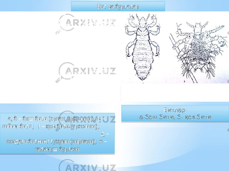 Бит ва бургалар а, б – бош бити (эркак, ур очиси); в – ғ кийим бити; г – ов бити (ур очиси); қ ғ д – сочдаги битнинг тухуми (сиркаси); е – каламуш бургаси Битлар: а-бош бити; б- қов бити 2507 0404 0F 03 08 10 0F 50 09 