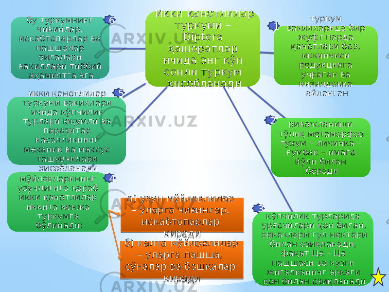 Икки қанотлилар туркуми – Diptera ҳашоратлар ичида энг кўп сонли туркум ҳисобланади туркум вакилларида бир жуфт парда қанотлари бор, иккинчиси редукцияга учраган ва визилдоққа айланган ривожланиши тўлиқ метаморфоз тухум – личинка – ғумбак – имаго йўли билан боради кўпчилик турларида урғочилари қон билан, эркаклари гул нектари билан озиқланади, фақат Це – Це пашшаси ва кузги жигалканинг эркаги қон билан озиқланадимўйловларининг узунлигига қараб икки қанотлилар иккита кенжа туркумга бўлинади:икки қанотлилар туркуми вакиллари ичида кўпчилик турлари юқумли ва паразитар касалликнинг механик ва махсус ташувчилари ҳисобланадибу туркумнинг чивинлар, искабтопарлар ва пашшалар оилалари вакиллари тиббий аҳамиятга эга а) узун мўйловлилар – уларга чивинлар, искабтопарлар киради б) калта мўйловлилар – уларга пашша, сўналар ва бошқалар киради 1 2 34 56 09 370D 0C13 12 18 370D20 13 12 