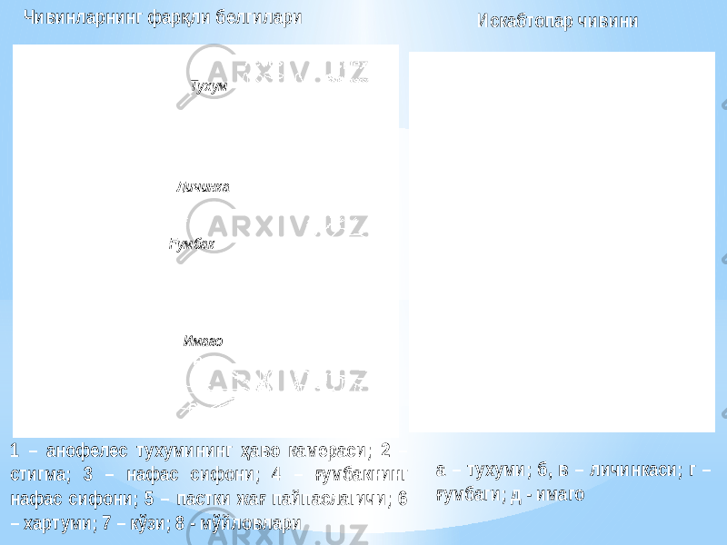 Чивинларнинг фар ли белгилариқ Искабтопар чивини Тухум Личинка умбак Ғ Имаго 1 – анофелес тухумининг аво камераси; 2 – ҳ стигма; 3 – нафас сифони; 4 – умбакнинг ғ нафас сифони; 5 – пастки жа пайпаслагичи; 6 ғ – хартуми; 7 – кўзи; 8 - мўйловлари а – тухуми; б, в – личинкаси; г – умбаги; д - имаго ғ 