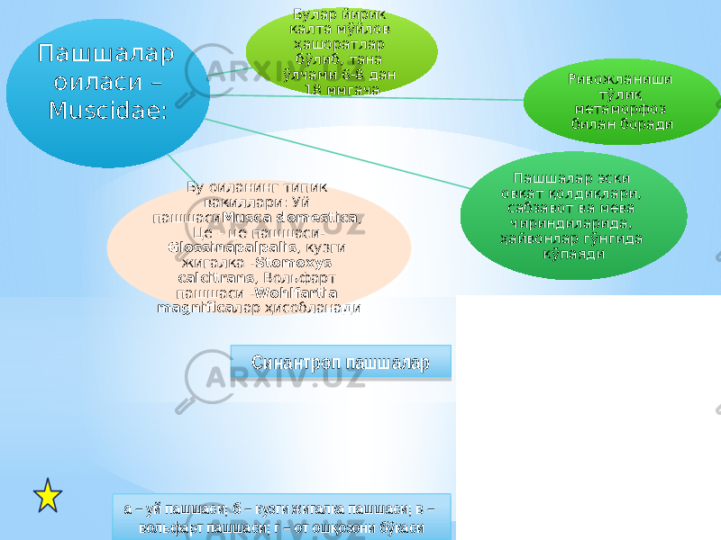 Пашшалар оиласи – Muscidae: Булар йирик калта мўйлов ҳашоратлар бўлиб, тана ўлчами 6-8 дан 18 ммгача Ривожланиши тўлиқ метаморфоз билан боради Пашшалар эски овқат қолдиқлари, сабзавот ва мева чириндиларида, ҳайвонлар гўнгида кўпаядиБу оиланинг типик вакиллари: Уй пашшаси Musca domestica , Це – це пашшаси- Glossinapalpalis , кузги жигалка - Stomoxys calcitrans , Вольфарт пашшаси - Wohlfartia magnifica лар ҳисобланади Синантроп пашшалар а – уй пашшаси; б – кузги жигалка пашшаси; в – вольфарт пашшаси; г – от ош озони бўкасиқ33 0408 0A03 