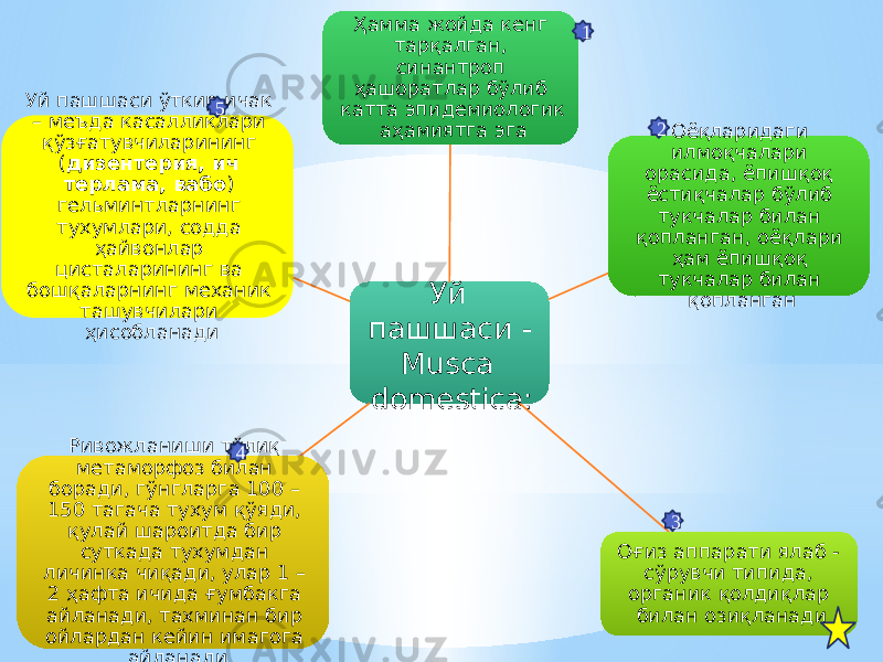 Уй пашшаси - Musca domestica:Ҳамма жойда кенг тарқалган, синантроп ҳашоратлар бўлиб катта эпидемиологик аҳамиятга эга Оёқларидаги илмоқчалари орасида, ёпишқоқ ёстиқчалар бўлиб тукчалар билан қопланган, оёқлари ҳам ёпишқоқ тукчалар билан қопланган Оғиз аппарати ялаб - сўрувчи типида, органик қолдиқлар билан озиқланадиРивожланиши тўлиқ метаморфоз билан боради, гўнгларга 100 – 150 тагача тухум қўяди, қулай шароитда бир суткада тухумдан личинка чиқади, улар 1 – 2 ҳафта ичида ғумбакга айланади, тахминан бир ойлардан кейин имагога айланадиУй пашшаси ўткир ичак – меъда касалликлари қўзғатувчиларининг ( дизентерия, ич терлама, вабо ) гельминтларнинг тухумлари, содда ҳайвонлар цисталарининг ва бошқаларнинг механик ташувчилари ҳисобланади 1 2 345 