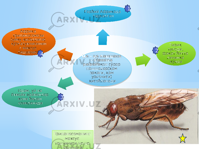 Це – це пашшаси - Сlossina palpalis қон сўрар пашшалар(ҳам эркаги, ҳам урғочиси) ҳисобланадиҒарбий Африкада тарқалган Тирик туғади, фақат битта личинка қўяди Одам, уй ва ёввойи ҳайвонлар қони билан озиқланади Африка трипаносомози (уйқу касаллиги) қўзғатувчисинин г махсус ташувчиси 1 2 34 Трипаносоманинг махсус ташувчиси це-це пашшаси53 0A 3E 0B 22 24 20 1F 4D 0F 08 22 