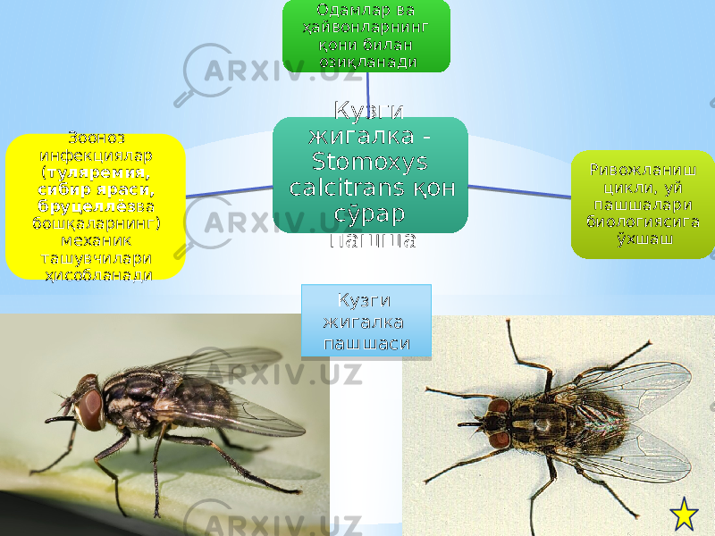 Кузги жигалка - Stomoxys calcitrans қон сўрар пашшаОдамлар ва ҳайвонларнинг қони билан озиқланади Ривожланиш цикли, уй пашшалари биологиясига ўхшашЗооноз инфекциялар ( туляремия, сибир яраси, бруцеллёз ва бошқаларнинг) механик ташувчилари ҳисобланади Кузги жигалка пашшаси 32 470C 22 