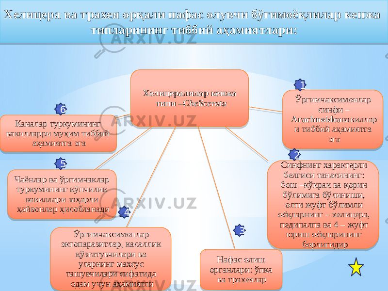 Хелицералилар кенжа типи – Chelicerata Ўргимчаксимонлар синфи – Arachnoidea вакиллар и тиббий аҳамиятга эга Синфнинг характерли белгиси танасининг: бош –кўкрак ва қорин бўлимига бўлиниши, олти жуфт бўлимли оёқларнинг – хелицера, педипалпа ва 4 – жуфт юриш оёқларининг борлигидир Нафас олиш органлари: ўпка ва трахеяларЎргимчаксимонлар эктопаразитлар, касаллик қўзғатувчилари ва уларнинг махсус ташувчилари сифатида одам учун аҳамиятлиЧаёнлар ва ўргимчаклар туркумининг кўпчилик вакиллари заҳарли ҳайвонлар ҳисобланадиКаналар туркумининг вакилларри муҳим тиббий аҳамиятга эга 1 2 3456Хелицера ва трахея орқали нафас олувчи бўғимоёқлилар кенжа типларининг тиббий аҳамиятлари:31 19 24 3A 11 33 12 0206 0C0F 37 03 03 03 0B 0B 1A22 33 03 2E 0B080F 12 3A 0C26 19 1F 05 0B 3C 05 12 1407 25 12 07 31 19 