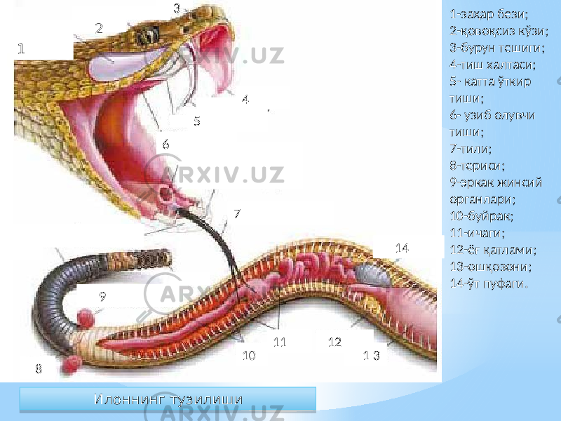 1-заҳар бези; 2-қовоқсиз кўзи; 3-бурун тешиги; 4-тиш халтаси; 5- катта ўткир тиши; 6- узиб олувчи тиши; 7-тили; 8-териси; 9-эркак жинсий органлари; 10-буйрак; 11-ичаги; 12-ёғ қатлами; 13-ошқозони; 14-ўт пуфаги. 1 2 3 4 5 6 7 8 9 10 11 12 1 3 14 Илоннинг тузилиши5E 