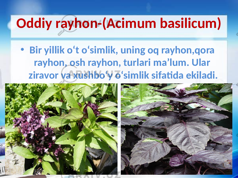 Oddiy rayhon-(Acimum basilicum) • Bir yillik o‘t o‘simlik, uning oq rayhon,qora rayhon, osh rayhon, turlari ma’lum. Ular ziravor va xushbo‘y o‘simlik sifatida ekiladi. 