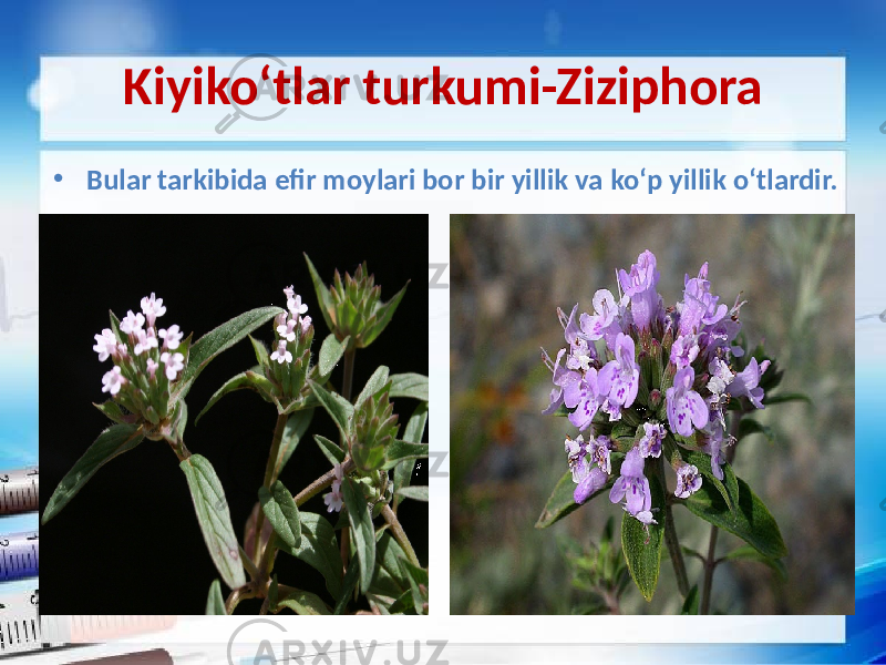 Kiyiko‘tlar turkumi-Ziziphora • Bular tarkibida efir moylari bor bir yillik va ko‘p yillik o‘tlardir. 