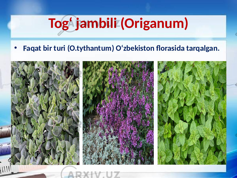 Tog‘ jambili (Origanum) • Faqat bir turi (O.tythantum) O‘zbekiston florasida tarqalgan. 