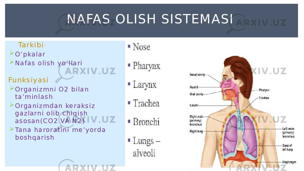  Ta r k i b i :  O ’ p k a l a r  N a f a s o l i s h y o ’ l l a r i Fu n k s i y a s i  O r g a n i z m n i O 2 b i l a n t a ’ m i n l a s h  O r g a n i z m d a n ke r a k s i z g a z l a r n i o l i b c h i q i s h a s o s a n ( C O 2 VA N 2 )  Ta n a h a r o r a t i n i m e ’ y o r d a b o s h q a r i s h NAFAS OL ISH SISTEMASI 