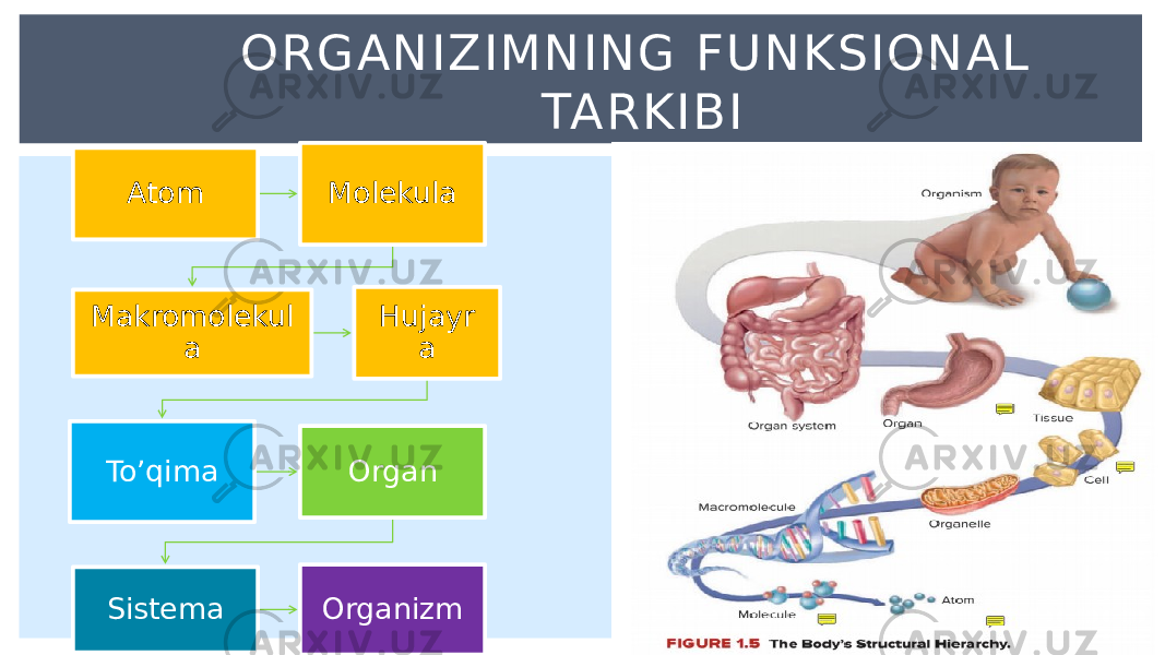 Atom Molekula Makromolekul a Hujayr a To’qima Organ Sistema OrganizmORGANIZIMNIN G F U NKSIONAL TARKIBI 