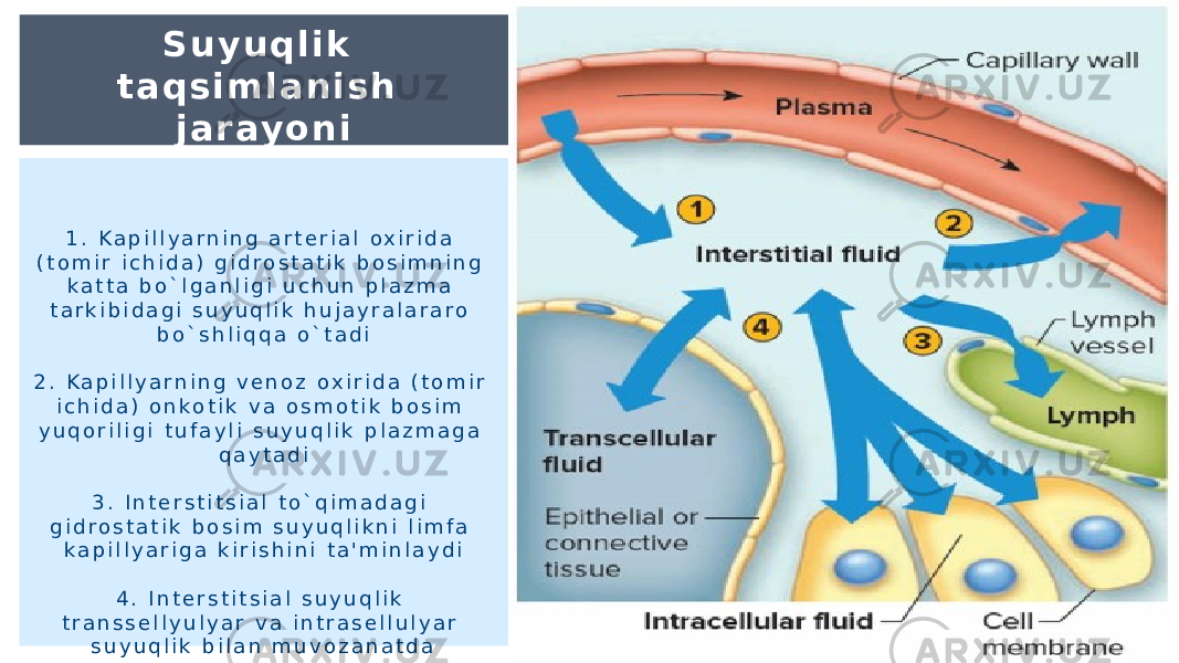 S u y u q l i k t a q s i m l a n i s h j a r ay o n i 1 . K a p i l l y a r n i n g a r t e r i a l o x i r i d a ( t o m i r i c h i d a ) g i d r o s t a t i k b o s i m n i n g k a t t a b o ` l g a n l i g i u c h u n p l a z m a t a r k i b i d a g i s u y u q l i k h u j a y r a l a r a r o b o ` s h l i q q a o ` t a d i 2 . K a p i l l y a r n i n g v e n o z o x i r i d a ( t o m i r i c h i d a ) o n k o t i k v a o s m o t i k b o s i m y u q o r i l i g i t u f a y l i s u y u q l i k p l a z m a g a q a y t a d i 3 . I n t e r s t i t s i a l t o ` q i m a d a g i g i d r o s t a t i k b o s i m s u y u q l i k n i l i m f a k a p i l l y a r i g a k i r i s h i n i t a &#39; m i n l a y d i 4 . I n t e r s t i t s i a l s u y u q l i k t r a n s s e l l y u l y a r v a i n t r a s e l l u l y a r s u y u q l i k b i l a n m u v o z a n a t d a 