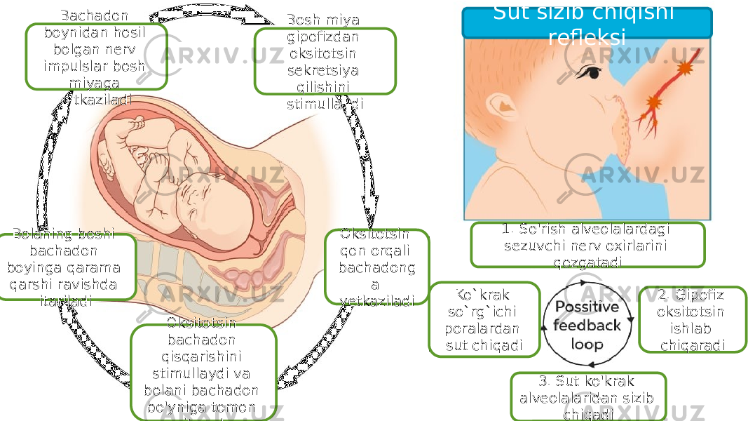 Bosh miya gipofizdan oksitotsin sekretsiya qilishini stimullaydi Oksitotsin qon orqali bachadong a yetkaziladi Oksitotsin bachadon qisqarishini stimullaydi va bolani bachadon bo&#39;yniga tomon itaradBolaning boshi bachadon boyinga qarama qarshi ravishda itariladi Bachadon boynidan hosil bolgan nerv impulslar bosh miyaga o&#39;tkaziladi Ko`krak so`rg`ichi poralardan sut chiqadi 1. So&#39;rish alveolalardagi sezuvchi nerv oxirlarini qozgatadi 3. Sut ko&#39;krak alveolalaridan sizib chiqadi 2. Gipofiz oksitotsin ishlab chiqaradiSut sizib chiqishi refleksi 