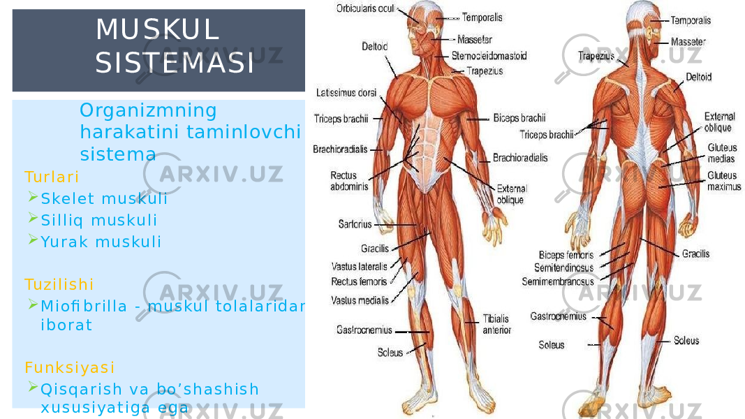 Organizmning harakatini taminlovchi sistema Tu r l a r i  S ke l e t m u s ku l i  S i l l i q m u s ku l i  Yu r a k m u s ku l i Tu z i l i s h i  M i o fi b r i l l a - m u s ku l t o l a l a r i d a n i b o r a t Fu n k s i y a s i  Q i s q a r i s h v a b o ’ s h a s h i s h x u s u s i y a t i g a e g a M U S KU L S I S T E M A S I 