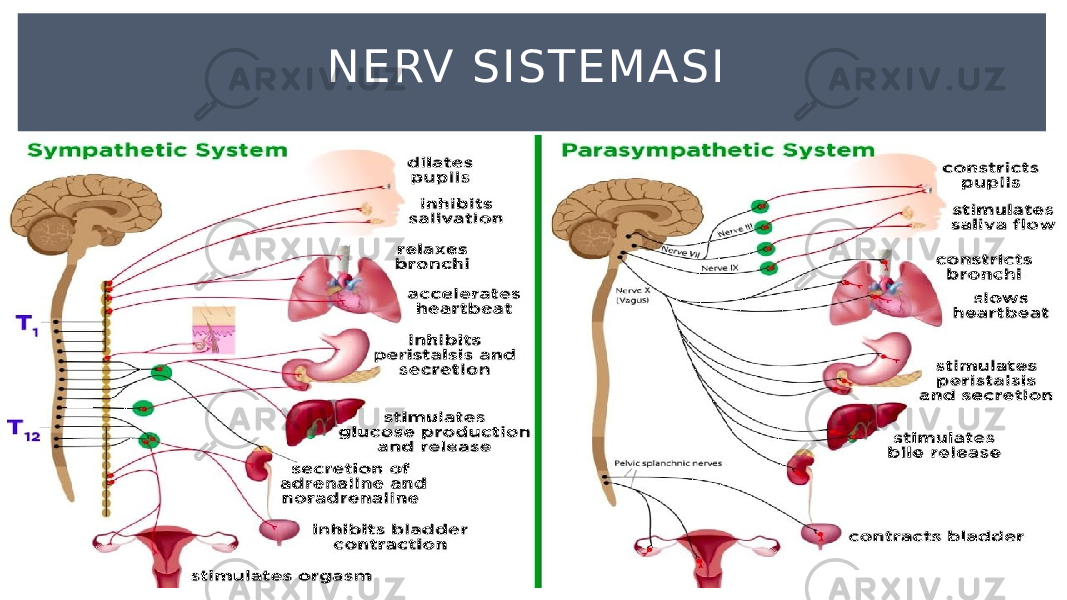 NERV SISTEMASI 