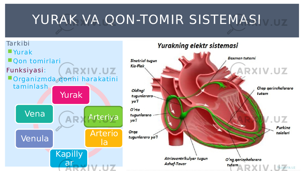 Ta r k i b i  Yu r a k  Q o n t o m i r l a r i Fu n k s i y a s i :  O r g a n i z m d a q o n n i h a r a k a t i n i t a m i n l a s h YU RAK VA QON-TOMIR SISTE MASI Yurak Arterio la Kapilly arVenula Vena Arteriya 