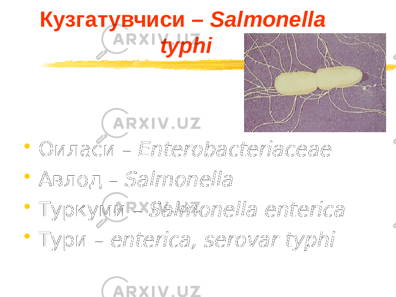 Кузгатувчиси – Salmonella typhi • Оиласи – Enterobacteriaceae • Авлод – Salmonella • Туркуми – Salmonella enterica • Тури – enterica, serovar typhi 