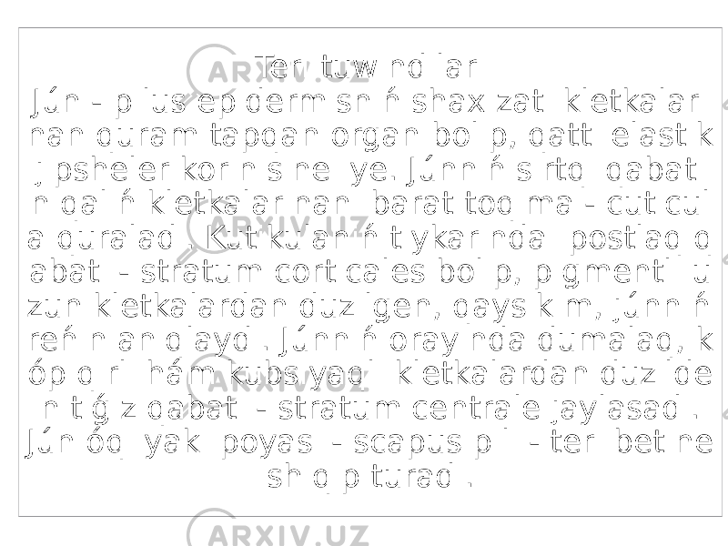 Teri tuwındıları Jún - pilus epidermisniń shax zati kletkalari nan quram tapqan organ bolıp, qatti elastik jipsheler korinisine iye. Júnniń sirtqi qabatı n qalıń kletkalarinan ibarat toqima - cuticul a quraladi. Kutikulaniń tiykarinda postlaq q abatı - stratum corticales bolıp, pigmentli u zun kletkalardan duzilgen, qaysikim, júnniń reńin aniqlaydi. Júnniń orayinda dumalaq, k óp qirli hám kubsiyaqli kletkalardan duzilde n tiǵiz qabatı - stratum centrale jaylasadi. Jún óqi yaki poyasi - scapus pili - teri betine shiqip turadi. 