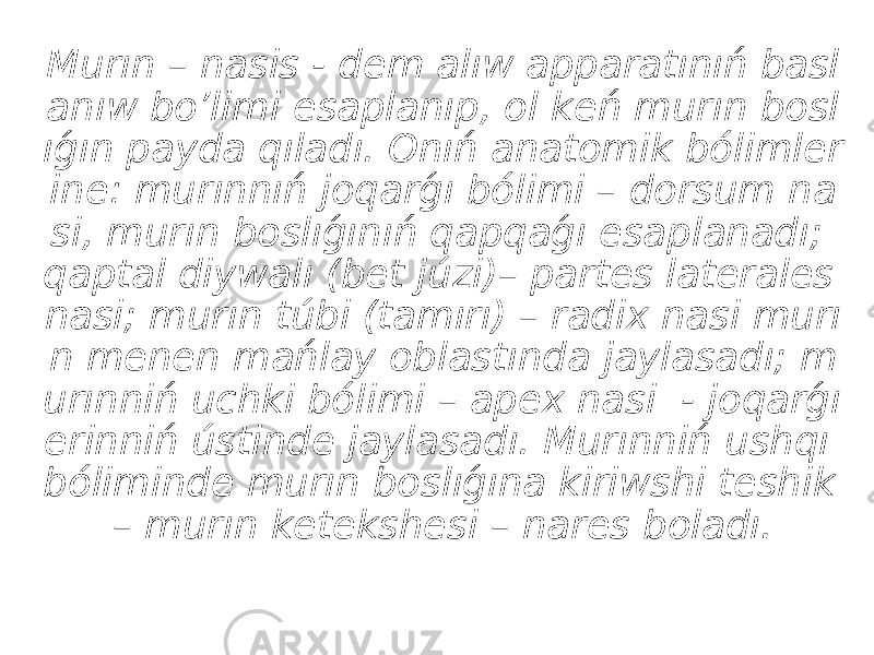 Murın – nasis - dem alıw apparatınıń basl anıw bo’limi esaplanıp, ol keń murın bosl ıǵın payda qıladı. Onıń anatomik bólimler ine: murınnıń joqarǵı bólimi – dorsum na si, murın boslıǵınıń qapqaǵı esaplanadı; qaptal diywalı (bet júzi)– partes laterales nasi; murın túbi (tamırı) – radix nasi murı n menen mańlay oblastında jaylasadı; m urınniń uchki bólimi – apex nasi - joqarǵı erinniń ústinde jaylasadı. Murınniń ushqı bóliminde murın boslıǵına kiriwshi teshik – murın ketekshesi – nares boladı. 