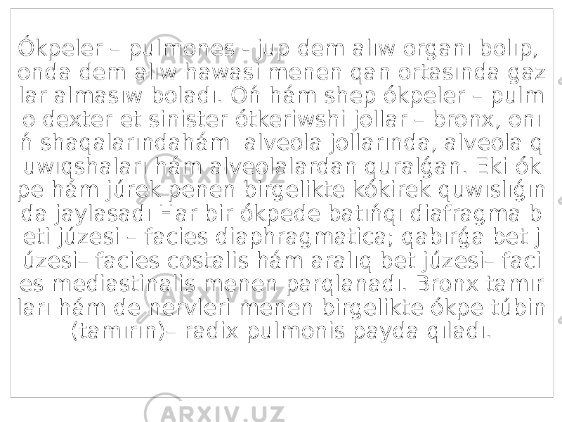 Ókpeler – pulmones - jup dem alıw organı bolıp, onda dem alıw hawasi menen qan ortasında gaz lar almasıw boladı. Oń hám shep ókpeler – pulm o dexter et sinister ótkeriwshi jollar – bronx, onı ń shaqalarındahám alveola jollarında, alveola q uwıqshaları hám alveolalardan quralǵan. Eki ók pe hám júrek penen birgelikte kókirek quwıslıǵın da jaylasadı Har bir ókpede batıńqı diafragma b eti júzesi – facies diaphragmatica; qabırǵa bet j úzesi– facies costalis hám aralıq bet júzesi– faci es mediastinalis menen parqlanadı. Bronx tamır ları hám de nervleri menen birgelikte ókpe túbin (tamırın)– radix pulmonis payda qıladı. 