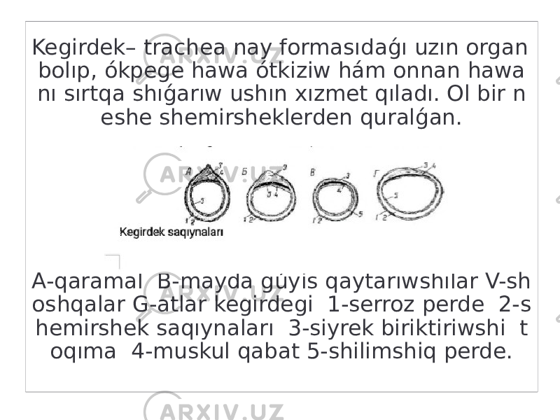 Kegirdek– trachea nay formasıdaǵı uzın organ bolıp, ókpege hawa ótkiziw hám onnan hawa nı sırtqa shıǵarıw ushın xızmet qıladı. Ol bir n eshe shemirsheklerden quralǵan. Kegirdek saqıynaları A-qaramal B-mayda gúyis qaytarıwshılar V-sh oshqalar G-atlar kegirdegi 1-serroz perde 2-s hemirshek saqıynaları 3-siyrek biriktiriwshi t oqıma 4-muskul qabat 5-shilimshiq perde. 