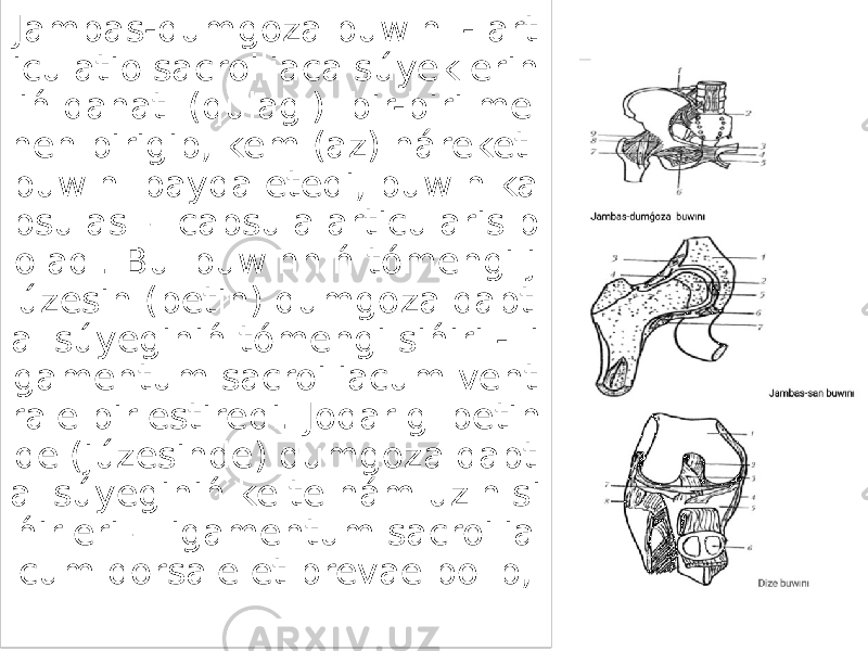 Jambas-dumgoza buwını - art iculatio sacroiliaca súyeklerin iń qanatı (qulagı) bir-biri me nen birigip, kem (az) háreket buwın payda etedi, buwın ka psulası – capsula articularis b oladı. Bul buwınnıń tómengi j úzesin (betin) dumgoza qapt al súyeginiń tómengi sińiri - li gamentum sacroiliacum vent rale birlestiredi. Joqarıgı betin de (júzesinde) dumgoza qapt al súyeginiń kelte hám uzın si ńirleri – ligamentum sacroilia cum dorsale et brevae bolıp, 