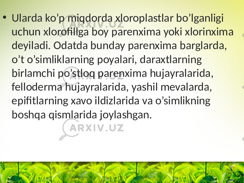 • Ularda ko’p miqdorda xloroplastlar bo’lganligi uchun xlorofillga boy parenxima yoki xlorinxima deyiladi. Odatda bunday parenxima barglarda, o’t o’simliklarning poyalari, daraxtlarning birlamchi po’stloq parenxima hujayralarida, felloderma hujayralarida, yashil mevalarda, epifitlarning xavo ildizlarida va o’simlikning boshqa qismlarida joylashgan. 