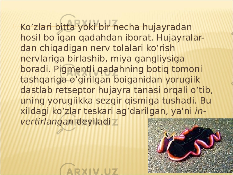  Ko’zlari bitta yoki bir necha hujayradan hosil bo igan qadahdan iborat. Hujayralar- dan chiqadigan nerv tolalari ko’rish nervlariga birlashib, miya gangliysiga boradi. Pigmentli qadahning botiq tomoni tashqariga o’girilgan boiganidan yorugiik dastlab retseptor hujayra tanasi orqali o’tib, uning yorugiikka sezgir qismiga tushadi. Bu xildagi ko’zlar teskari ag’darilgan, ya&#39;ni in- vertirlangan deyiladi 