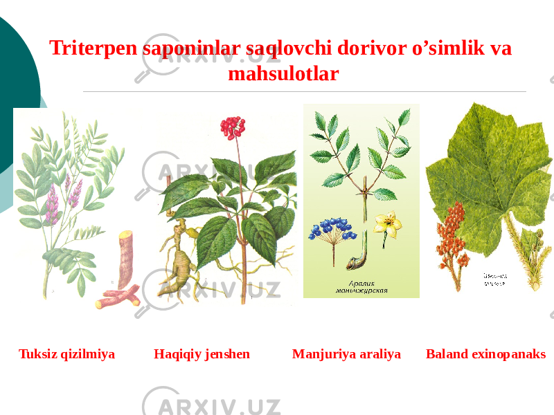 Tritеrpеn saponinlar saqlovchi dorivor o’simlik va mahsulotlar Tuksiz qizilmiya Haqiqiy jеnshеn Manjuriya araliya Baland exinopanaks 