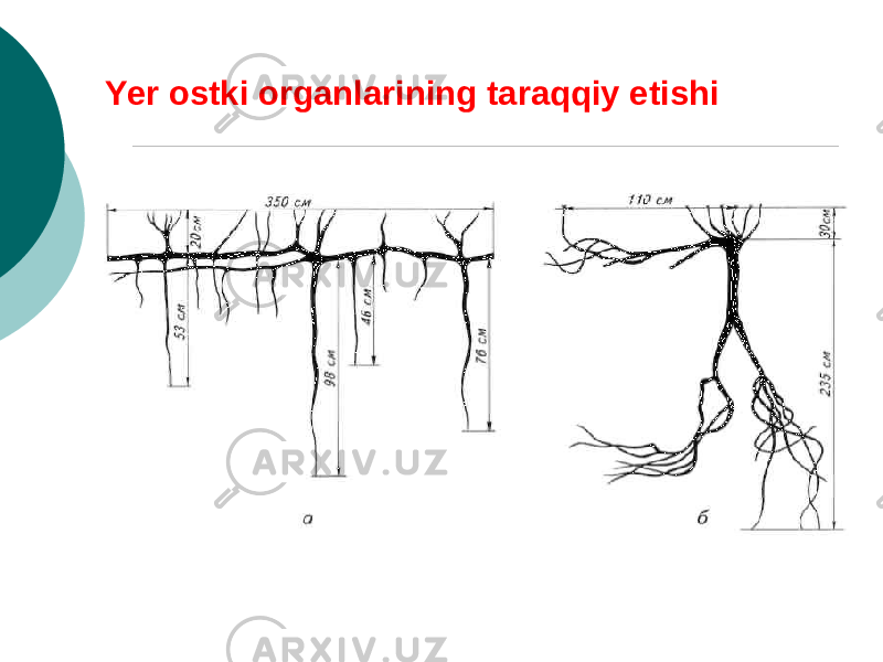 Yer ostki organlarining taraqqiy etishi 