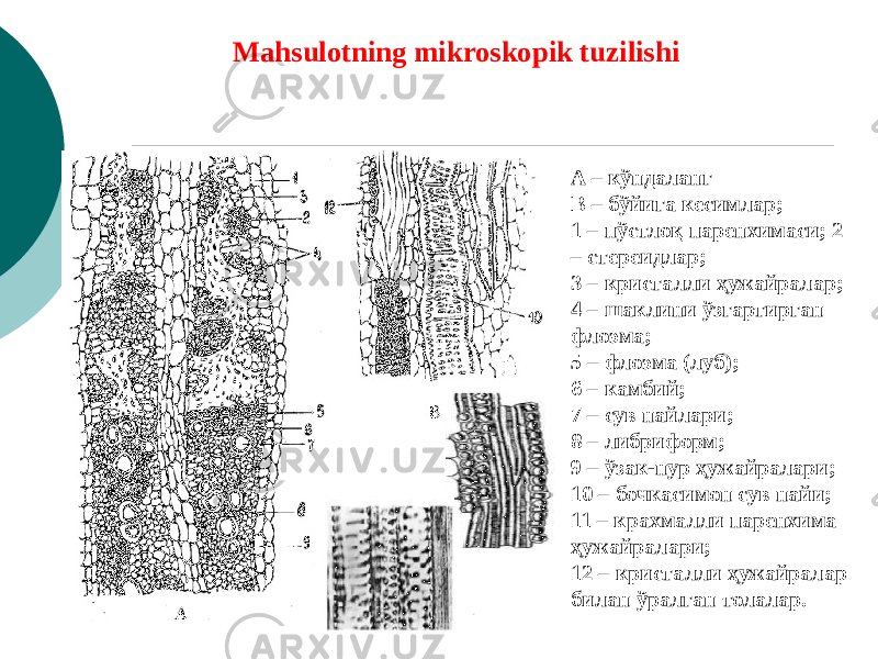 Mahsulotning mikroskopik tuzilishi A – кўндаланг В – бўйига кесимлар; 1 – пўстлоқ паренхимаси; 2 – стереидлар; 3 – кристалли ҳужайралар; 4 – шаклини ўзгартирган флоэма; 5 – флоэма (луб); 6 – камбий; 7 – сув найлари; 8 – либриформ; 9 – ўзак-нур ҳужайралари; 10 – бочкасимон сув найи; 11 – крахмалли паренхима ҳужайралари; 12 – кристалли ҳужайралар билан ўралган толалар. 