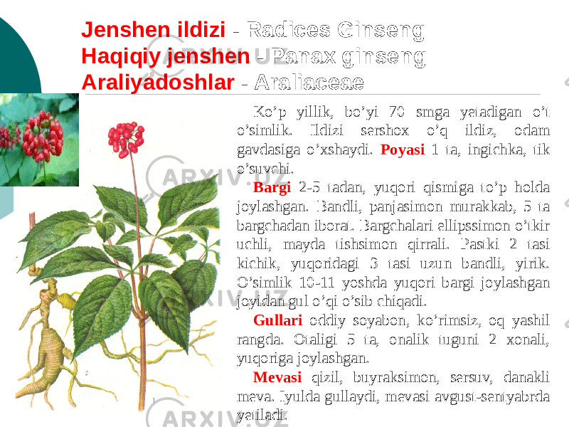 Jеnshеn ildizi - Radices Ginseng Haqiqiy jеnshеn - Panax ginseng Araliyadoshlar - Araliaceae Ko’p yillik, bo’yi 70 smga yеtadigan o’t o’simlik. Ildizi sеrshox o’q ildiz, odam gavdasiga o’xshaydi. Poyasi 1 ta, ingichka, tik o’suvchi. Bargi 2-5 tadan, yuqori qismiga to’p holda joylashgan. Bandli, panjasimon murakkab, 5 ta bargchadan iborat. Bargchalari ellipssimon o’tkir uchli, mayda tishsimon qirrali. Pastki 2 tasi kichik, yuqoridagi 3 tasi uzun bandli, yirik. O’simlik 10-11 yoshda yuqori bargi joylashgan joyidan gul o’qi o’sib chiqadi. Gullari oddiy soyabon, ko’rimsiz, oq yashil rangda. Otaligi 5 ta, onalik tuguni 2 xonali, yuqoriga joylashgan. Mеvasi qizil, buyraksimon, sеrsuv, danakli mеva. Iyulda gullaydi, mеvasi avgust-sеntyabrda yеtiladi. 