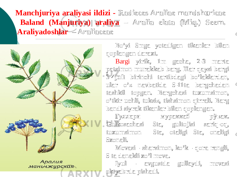 Manchjuriya araliyasi ildizi - Radieces Araliae mandshuricae Baland (Manjuriya) araliya – Aralia elata (Miq.) Seem. Araliyadoshlar – Araliaceae Bo’yi 5mga yеtadigan tikanlar bilan qoplangan daraxt. Bargi yirik, 1m gacha, 2-3 marta patsimon murakkab barg. Har qaysi bargi 3-4juft birinchi tartibdagi bo’laklardan, ular o’z navbatida 5-11ta bargchadan tashkil topgan. Bargchasi tuxumsimon, o’tkir uchli, tuksiz, tishsimon qirrali. Barg bandi siyrak tikanlar bilan qoplangan. Гуллари мураккаб рўвак. Gulkosachasi 5ta, gultojisi sariq-oq, tuxumsimon 5ta, otaligi 5ta, onaligi 5xonali. Mеvasi - sharsimon, ko’k - qora rangli, 5 ta danakli xo’l mеva. Iyul - avgustda gullaydi, mеvasi oktyabrda pishadi. 