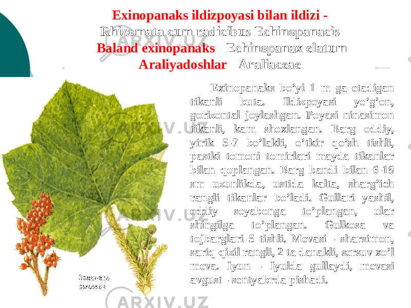 Exinopanaks ildizpoyasi bilan ildizi - Rhizomata cum radicibus Echinopanacis   Baland exinopanaks - Echinopanax elatum Araliyadoshlar - Araliaceae Exinopanaks bo’yi 1 m ga еtadigan tikanli buta. Ildizpoyasi yo’g’on, gorizontal joylashgan. Poyasi ninasimon tikanli, kam shoxlangan. Barg oddiy, yirik 5-7 bo’lakli, o’tkir qo’sh tishli, pastki tomoni tomirlari mayda tikanlar bilan qoplangan. Barg bandi bilan 6-18 sm uzunlikda, ustida kalta, sharg’ich rangli tikanlar bo’ladi. Gullari yashil, oddiy soyabonga to’plangan, ular shingilga to’plangan. Gulkosa va tojbarglari 5 tishli. Mеvasi - sharsimon, sariq-qizil rangli, 2 ta danakli, sеrsuv xo’l mеva. Iyun - Iyulda gullaydi, mеvasi avgust - sеntyabrda pishadi. 