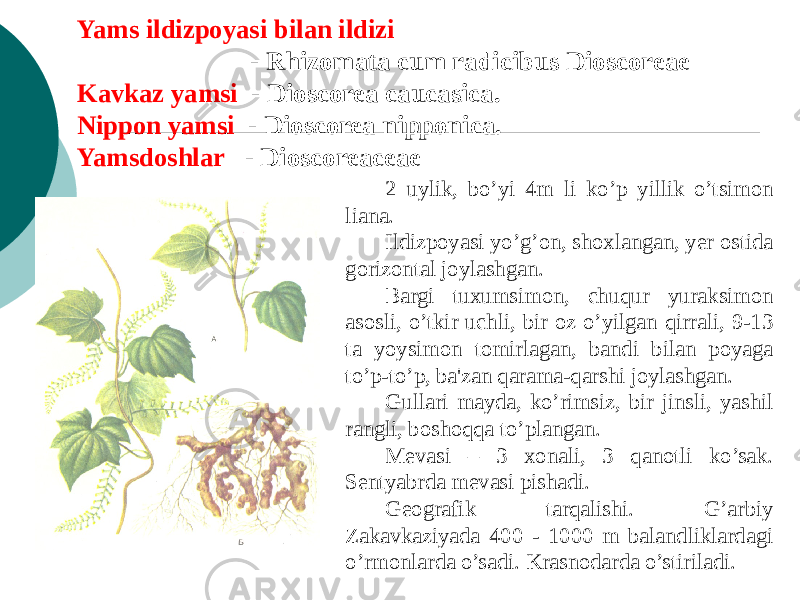 Yams ildizpoyasi bilan ildizi - Rhizomata cum radicibus Dioscoreae Kavkaz yamsi - Dioscorea caucasica. Nippon yamsi - Dioscorea nipponica. Yamsdoshlar - Dioscoreaceae 2 uylik, bo’yi 4m li ko’p yillik o’tsimon liana. Ildizpoyasi yo’g’on, shoxlangan, yеr ostida gorizontal joylashgan. Bargi tuxumsimon, chuqur yuraksimon asosli, o’tkir uchli, bir oz o’yilgan qirrali, 9-13 ta yoysimon tomirlagan, bandi bilan poyaga to’p-to’p, ba&#39;zan qarama-qarshi joylashgan. Gullari mayda, ko’rimsiz, bir jinsli, yashil rangli, boshoqqa to’plangan. Mеvasi – 3 xonali, 3 qanotli ko’sak. Sеntyabrda mevasi pishadi. Gеografik tarqalishi. G’arbiy Zakavkaziyada 400 - 1000 m balandliklardagi o’rmonlarda o’sadi. Krasnodarda o’stiriladi. 