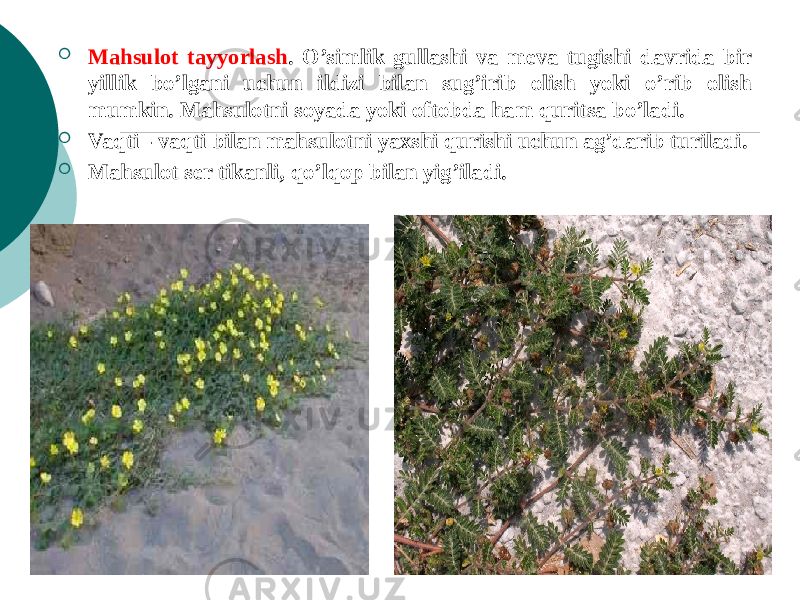  Mahsulot tayyorlash . O’simlik gullashi va mеva tugishi davrida bir yillik bo’lgani uchun ildizi bilan sug’irib olish yoki o’rib olish mumkin. Mahsulotni soyada yoki oftobda ham quritsa bo’ladi.  Vaqti - vaqti bilan mahsulotni yaxshi qurishi uchun ag’darib turiladi.  Mahsulot sеr tikanli, qo’lqop bilan yig’iladi. 