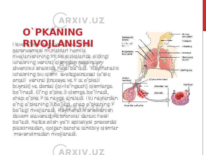 Havo o`tkazuvchi yo`llar va o`pka parenxemasi murtaklari homila rivojlanishining 22-26 sutkalarida oldingi ichakning ventral qismidan respirator divertikul shaklida hosil bo`ladi. Keyinchalik ichakning bu qismi ezofagotraxeal to`siq orqali ven tral (traxeya va 2 ta o`pkali buyrak) va dorsal (qizilo`ngach) qismlarga bo`linadi. O`ng o`pka 3 qismga bo`linadi, chap o`pka 2 ta nayga ajraladi. Bu naylardan o`ng o`pkaning 3 bo`lagi, chap o`pkaning 2 bo`lagi rivojlanadi. Keyinchalik shoxlanish davom etaveradi va bronxial daraxt hosil bo`ladi. Nafas olish yo`li epiteliysi-prexordal plastinkadan, qolgan barcha tarkibiy qismlar mezenximadan rivojlanadi. O`PKANING RIVOJLANISHI 