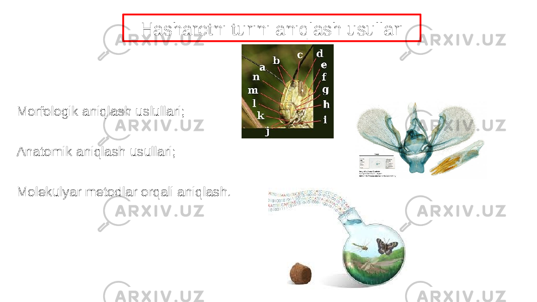 Hasharotni turini aniqlash usullari Morfologik aniqlash uslullari; Anatomik aniqlash usullari; Molekulyar metodlar orqali aniqlash. 