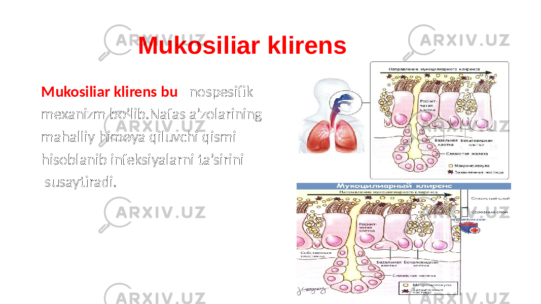  Mukosiliar klirens Mukosiliar klirens bu –nospesifik mexanizm bo’lib.Nafas a’zolarining mahalliy himoya qiluvchi qismi hisoblanib infeksiyalarni ta’sirini susaytiradi. 