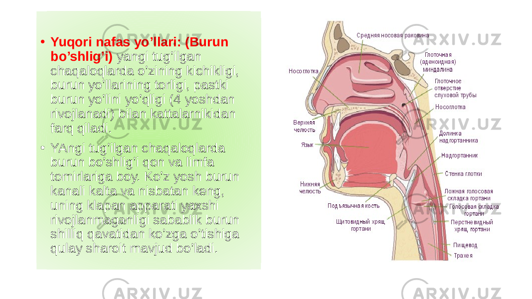 • Yuqori nafas yo’llari: (Burun bo’shlig’i) yangi tug’ilgan chaqaloqlarda o’zining kichikligi, burun yo’llarining torligi, pastki burun yo’lini yo’qligi (4 yoshdan rivojlanadi) bilan kattalarnikidan farq qiladi. • YAngi tug’ilgan chaqaloqlarda burun bo’shlig’i qon va limfa tomirlariga boy. Ko’z yosh burun kanali kalta va nisbatan keng, uning klapan apparati yaxshi rivojlanmaganligi sabablik burun shilliq qavatidan ko’zga o’tishiga qulay sharoit mavjud bo’ladi. 