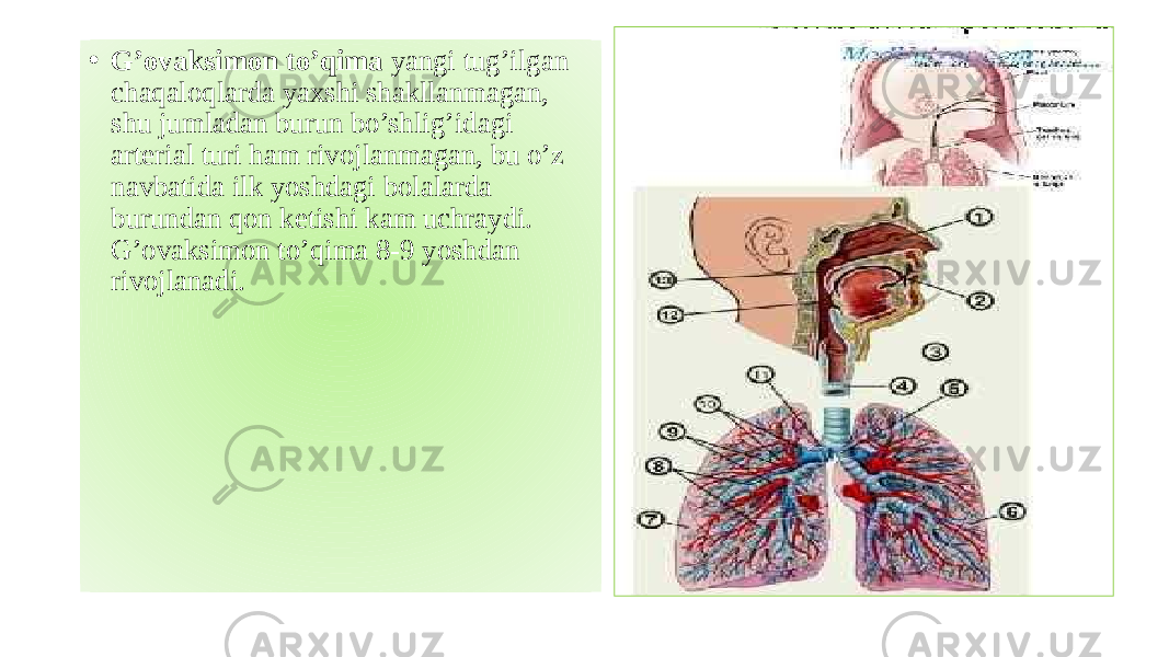 • G’ovaksimon to’qima yangi tug’ilgan chaqaloqlarda yaxshi shakllanmagan, shu jumladan burun bo’shlig’idagi arterial turi ham rivojlanmagan, bu o’z navbatida ilk yoshdagi bolalarda burundan qon ketishi kam uchraydi. G’ovaksimon to’qima 8-9 yoshdan rivojlanadi. 