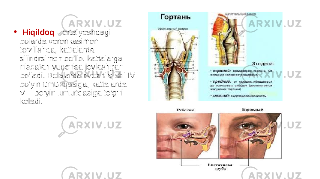 • Hiqildoq – erta yoshdagi bolarda voronkasimon to’zilishda, kattalarda silindrsimon bo’lib, kattalarga nisbatan yuqorida joylashgan bo’ladi. Bolalarda ovoz tirqishi IV bo’yin umurtqasiga, kattalarda VII- bo’yin umurtqasiga to’g’ri keladi. 