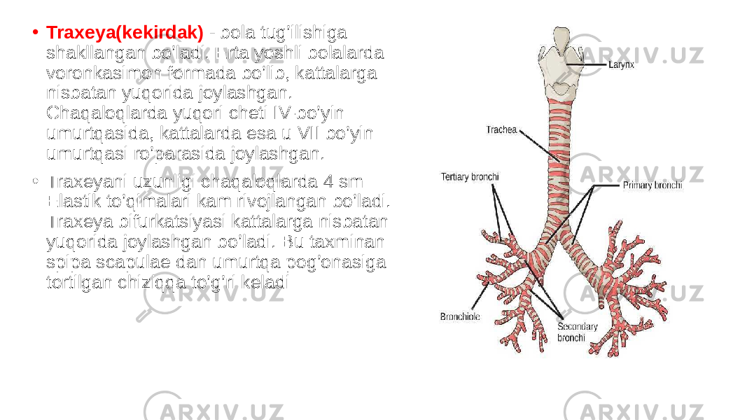 • Traxeya(kekirdak) - bola tug’ilishiga shakllangan bo’ladi. Erta yoshli bolalarda voronkasimon formada bo’lib, kattalarga nisbatan yuqorida joylashgan. Chaqaloqlarda yuqori cheti IV-bo’yin umurtqasida, kattalarda esa u VII bo’yin umurtqasi ro’parasida joylashgan. • Traxeyani uzunligi chaqaloqlarda 4 sm Elastik to’qimalari kam rivojlangan bo’ladi. Traxeya bifurkatsiyasi kattalarga nisbatan yuqorida joylashgan bo’ladi. Bu taxminan spipa scapulae dan umurtqa pog’onasiga tortilgan chiziqqa to’g’ri keladi 