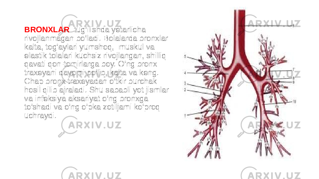 BRONXLAR - tug’ilishda yetarlicha rivojlanmagan bo’ladi. Bolalarda bronxlar kalta, tog’aylari yumshoq, muskul va elastik tolalari kuchsiz rivojlangan, shilliq qavati qon-tomirlarga boy. O’ng bronx traxeyani davomi bo’lib, kalta va keng. Chap bronx traxeyadan o’tkir burchak hosil qilib ajraladi. Shu sababli yot jismlar va infeksiya aksariyat o’ng bronxga to’shadi va o’ng o’pka zotiljami ko’proq uchraydi. 